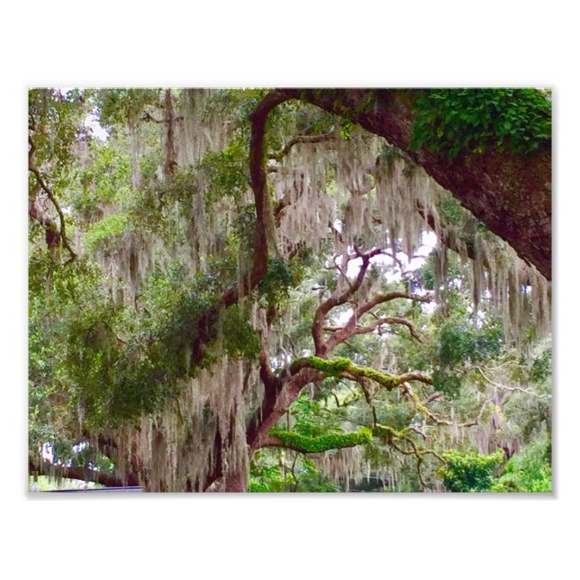 Foto Green Stillness – Mossy Oak in a Tranquil Forest (Frente)