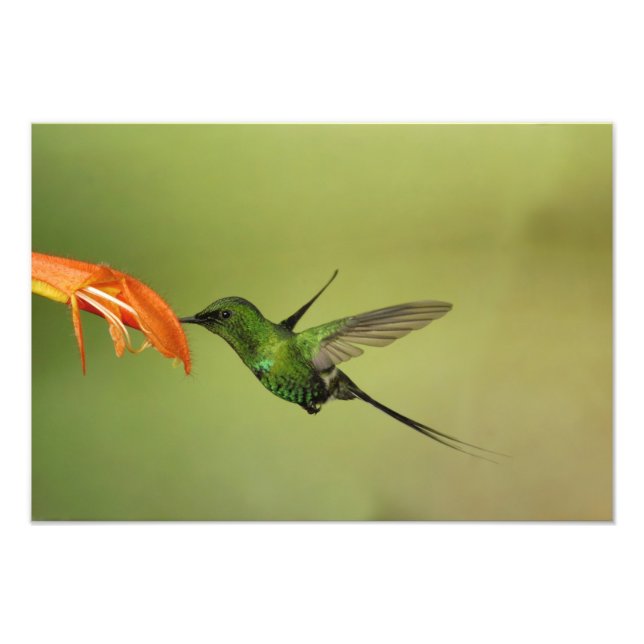 Foto Green Thorntail Hummingbird, Cordillera (Frente)