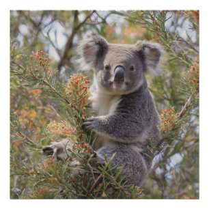 Foto Grevillea Koala Bear