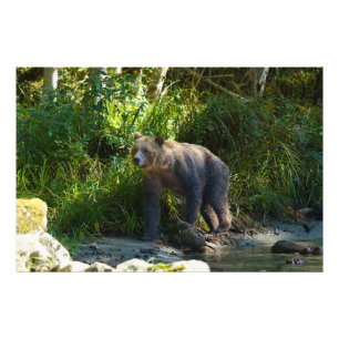 Foto Grizzly Selvagem À Entrada Da Bute