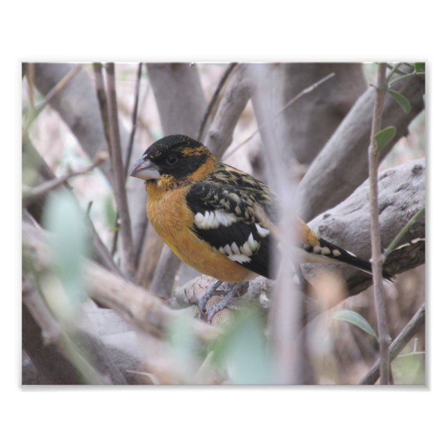 Foto Grosbeak de cabeça negra (Frente)