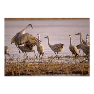 Foto Grous-de-sandália Grus canadensis) Platte
