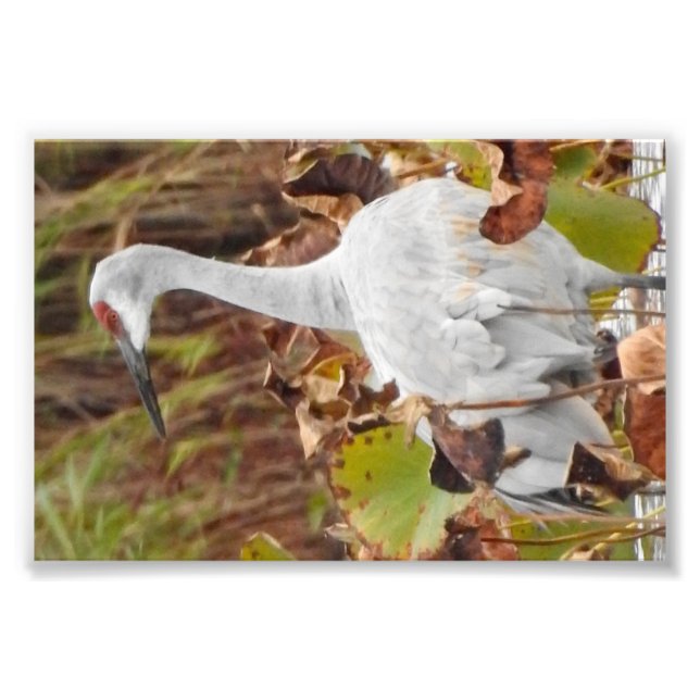 Foto Grouse-da-areia no Pântano (Frente)