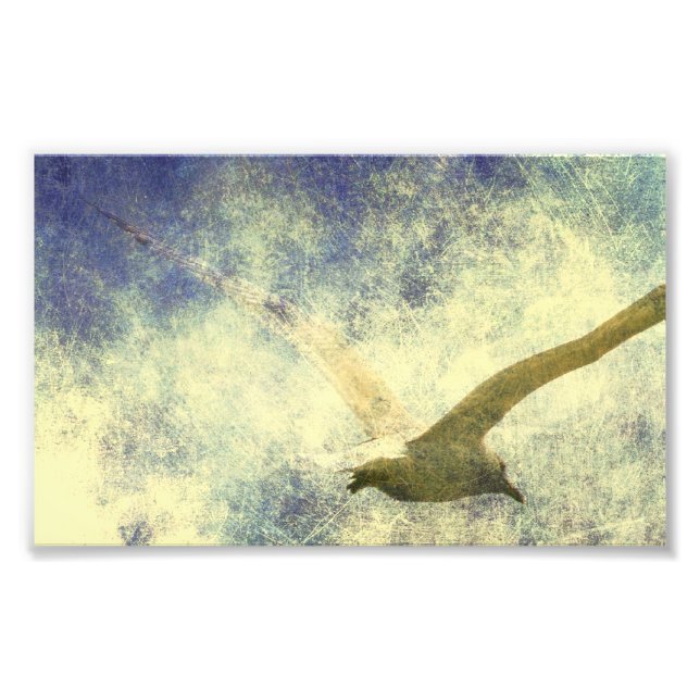 Foto Grunge de Seagull (Frente)