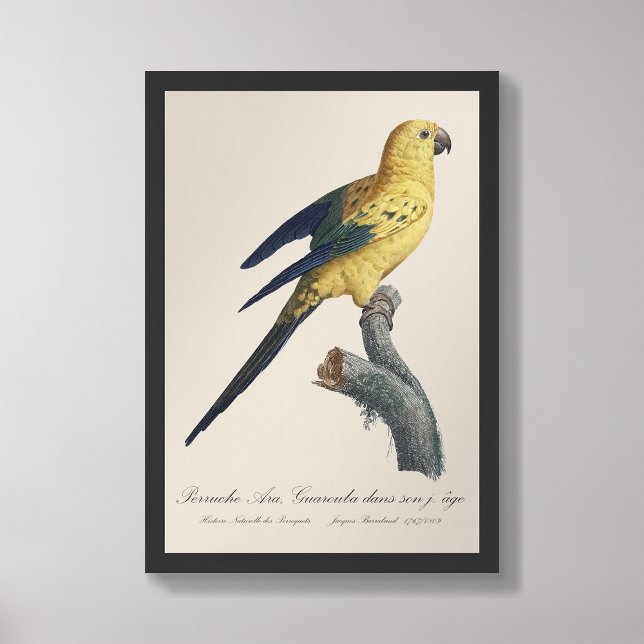 Foto Guarouba dans sons jeune age / periquito do Sol (Criador carregado)