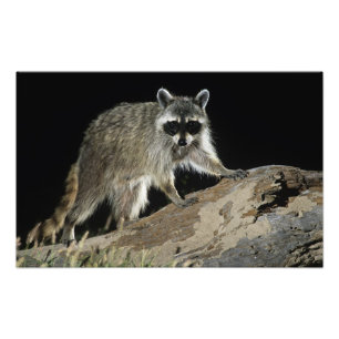 Foto Guaxinim-comum, Procyon lotor