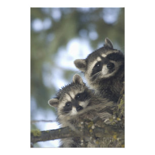 Foto Guaxinins (Procyon Lotor) do Fish Lake, Central