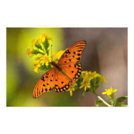 Foto Gulf Fritillary aka Passion Butterfly on Goldenrod