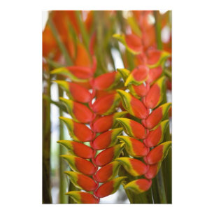 Foto Hanging Heliconia, frutas às terças-feiras &