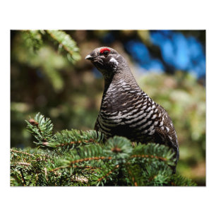 Foto Happy Spruce Grouse