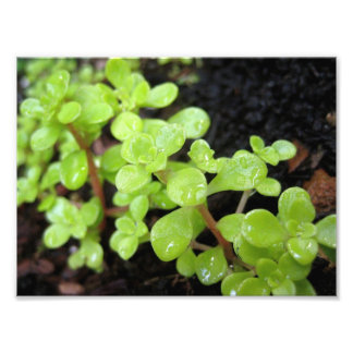 Foto Happy Stonecrop