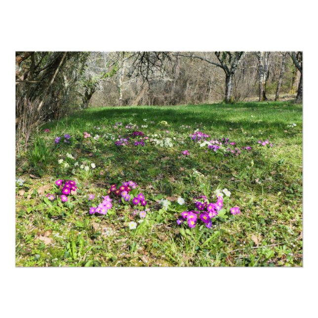 Foto Harbinger de Primavera (Frente)