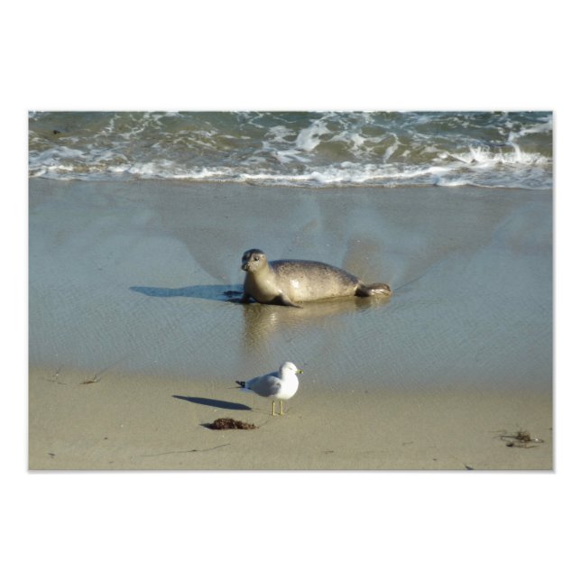Foto Harbor Seal em La Jolla California (Frente)