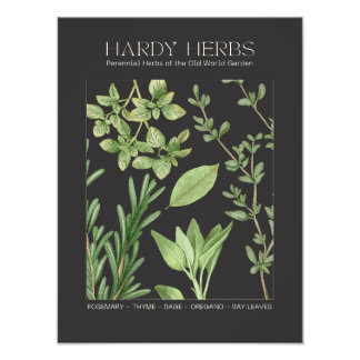 Foto Hardy Herbs Botanical Print