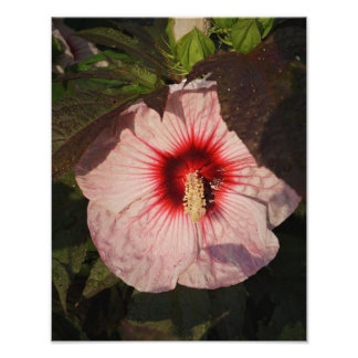 Foto Hardy Hibiscus de 11"x14"