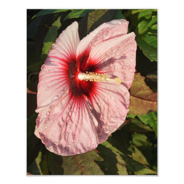 Foto Hardy Hibiscus de 11"x14" (Frente)