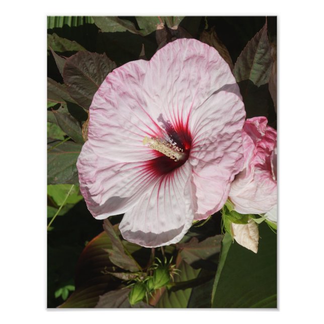 Foto Hardy Hibiscus de 11"x14" (Frente)