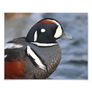 Foto Harlequin Duck