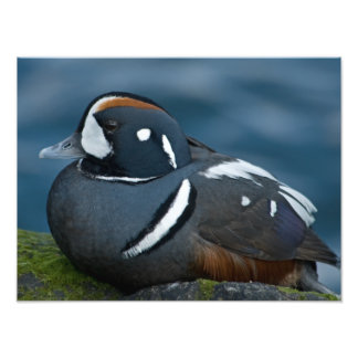 Foto Harlequin Duck Photo Extension