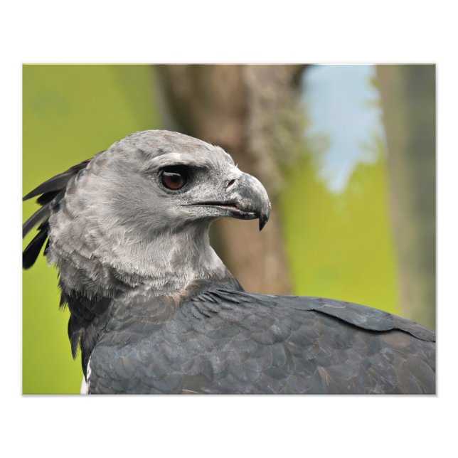 Foto Harpy Eagle (Frente)