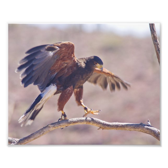 Foto Harris' Hawk (Frente)
