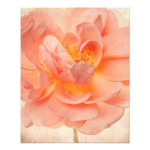 Foto Haste floral das flores dos rosas da flor