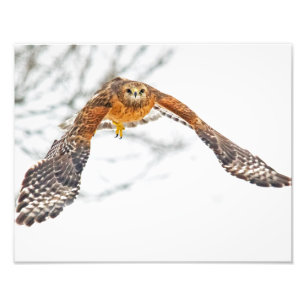 Foto Hawk em Voo