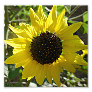 Foto Helianthus annuus da planta do girassol