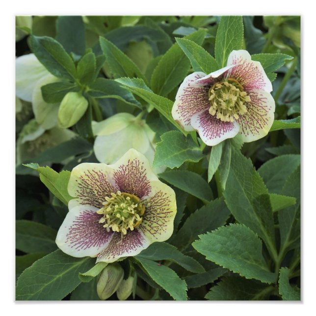 Foto Hellebore de 12"x12" (Frente)