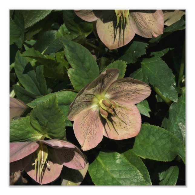 Foto Hellebore rosa de 12"x12" (Frente)