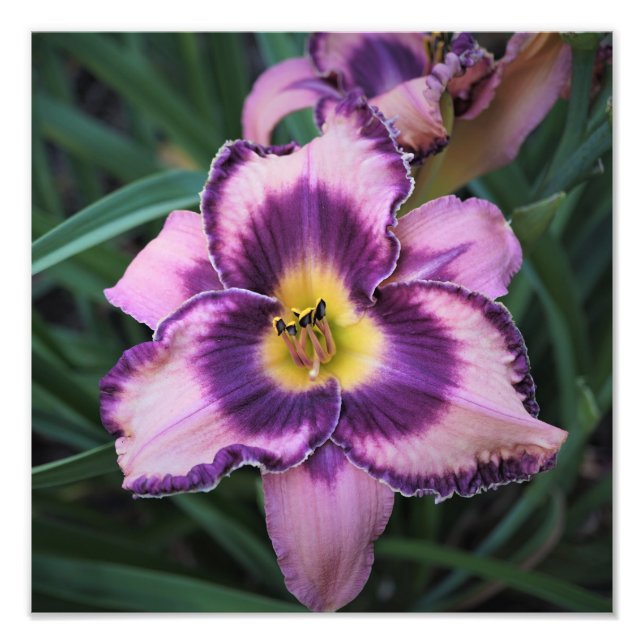 Foto Hemerocallis 12"x12" (Frente)