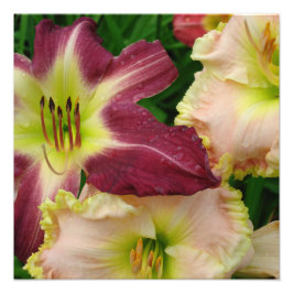 Foto Hemerocallis 16"x16"