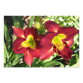 Foto Hemerocallis 19"x13"