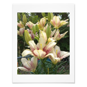 Foto Hemerocallis Brancas