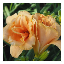 Hemerocallis laranja 40x40 cm