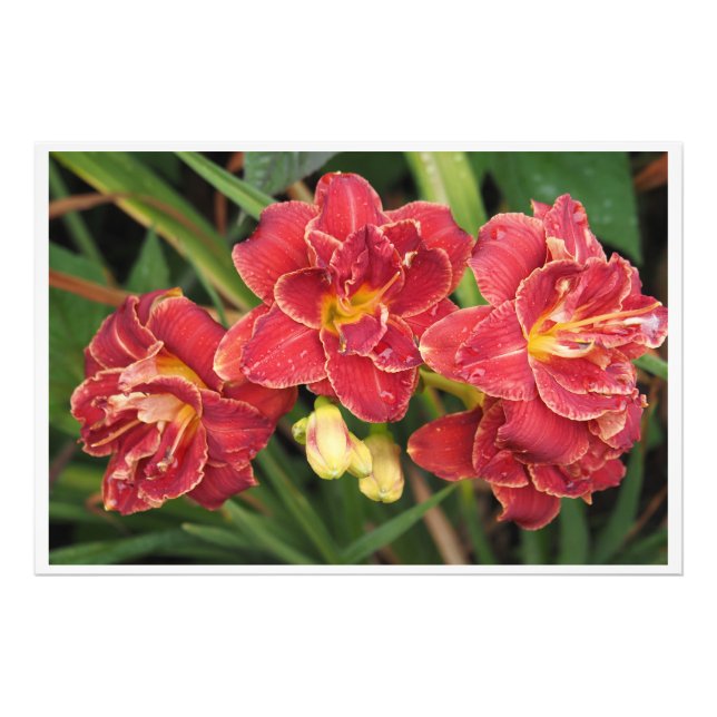 Foto Hemerocallis vermelhos 36"x24" (Frente)