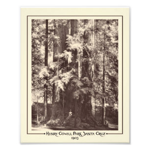 Foto Henry Cowell Park, Papais noeis Cruz, Califórnia 
