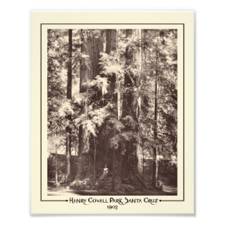 Foto Henry Cowell Park, Papais noeis Cruz, Califórnia 1