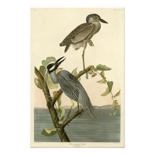 Foto Herão-de-coroa-amarela de Aves de Audubon da Améri