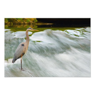 Foto Heron pescando em Olmstead Falls, Ohio