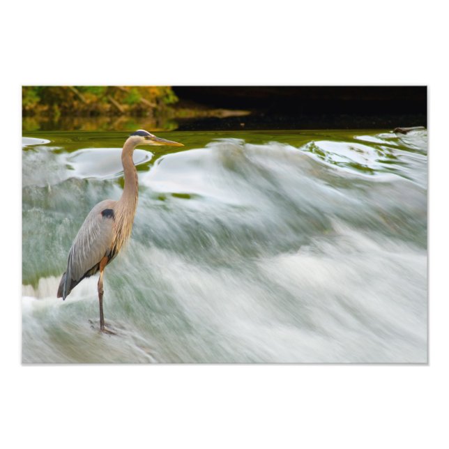 Foto Heron pescando em Olmstead Falls, Ohio (Frente)