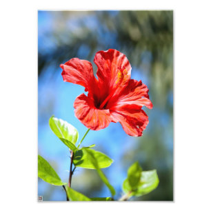 Foto Hibisco Vermelho