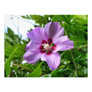 Foto Hibiscus