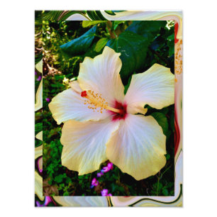 Foto Hibiscus Beleza