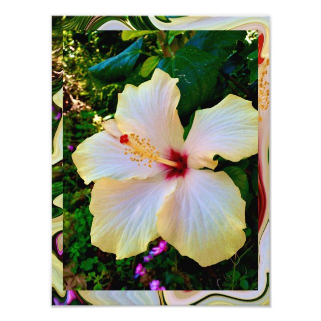 Foto Hibiscus Beleza (Frente)
