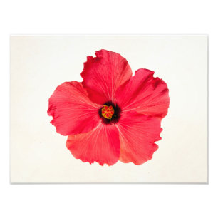 Foto Hibiscus - flor tropical personalizada do rosa