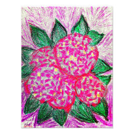 Foto Hidrangea macrophylla