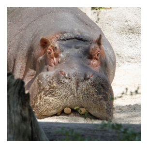 Foto Hippo_20171101_by_JAMFoto