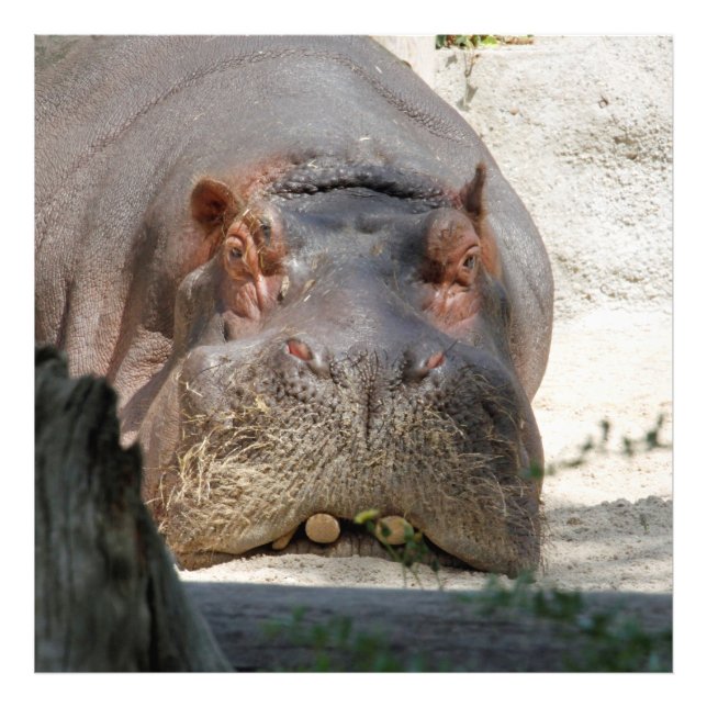 Foto Hippo_20171101_by_JAMFoto (Frente)