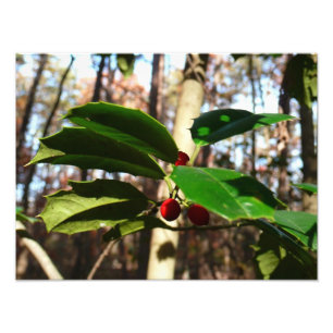 Foto Holly deixa eu feriado botânico
